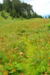 2014-07-05_Laengental-N-Hochweg (885). JPG